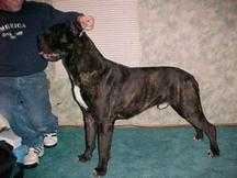 Vignola Tito | Cane Corso 