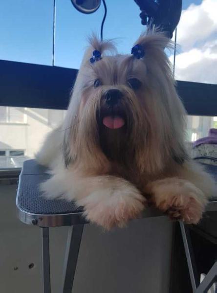 RMoretto Cane Shining Star | Lhasa Apso 