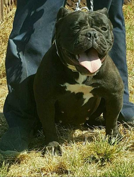 BoneKrusher's/BuffaloCreek's BabyFace | Olde English Bulldogge 