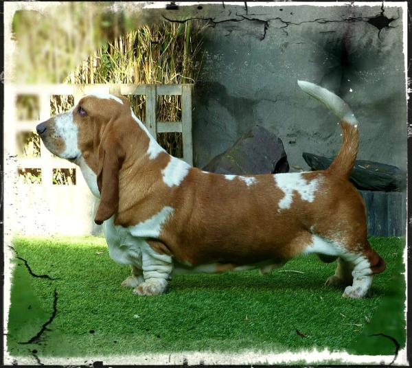 Nicholas Avaleur du Sabre | Basset Hound 