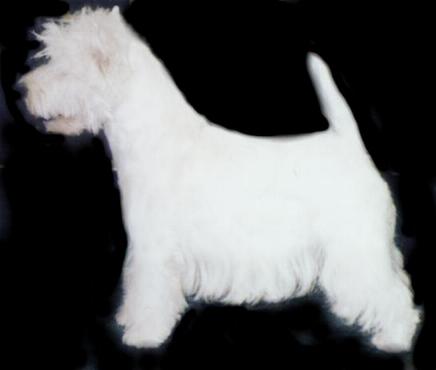 Maverick's T for Texas | West Highland White Terrier 