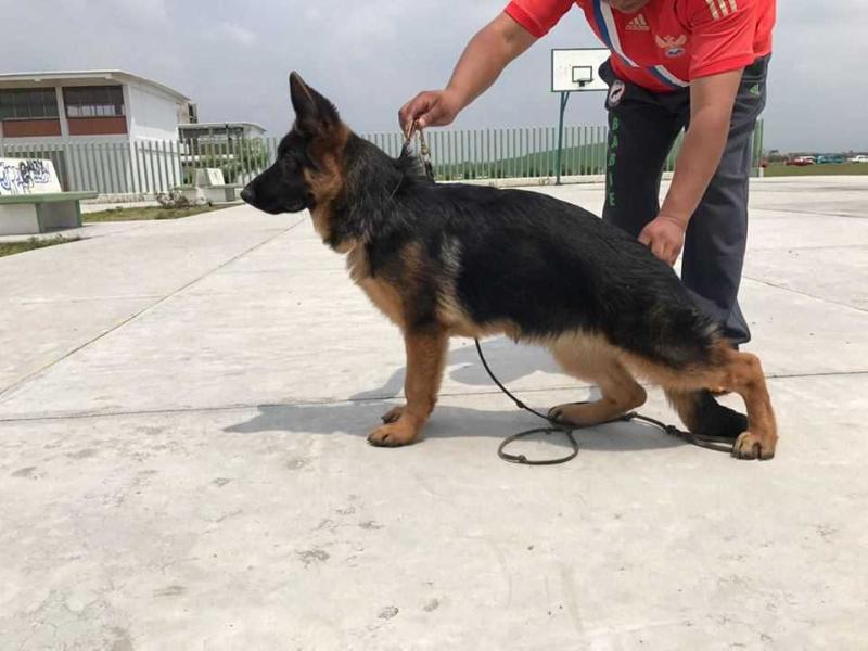 Nikon von Maguad | German Shepherd Dog 