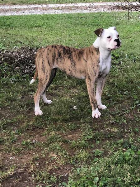 Onate's Zora of Dean's | American Bulldog 