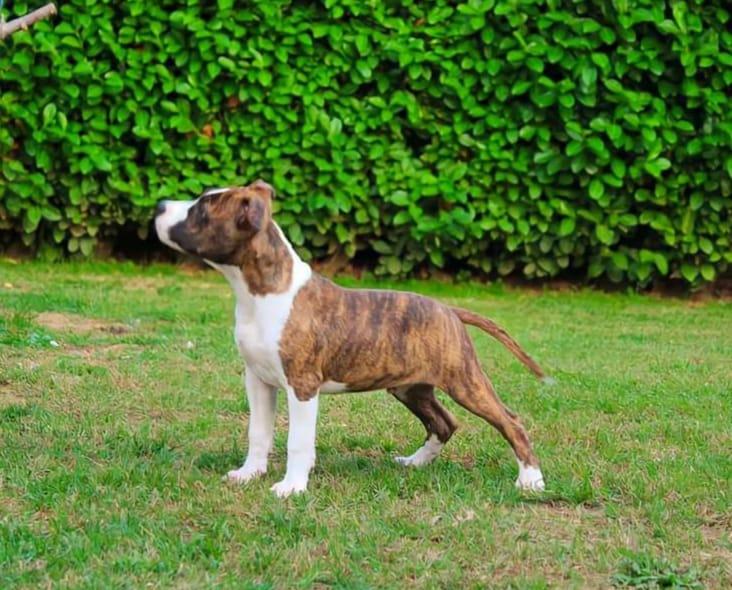 Rockabilly's Son Fausto | American Staffordshire Terrier 