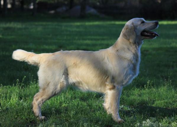 Brenda de Sent Kler | Golden Retriever 