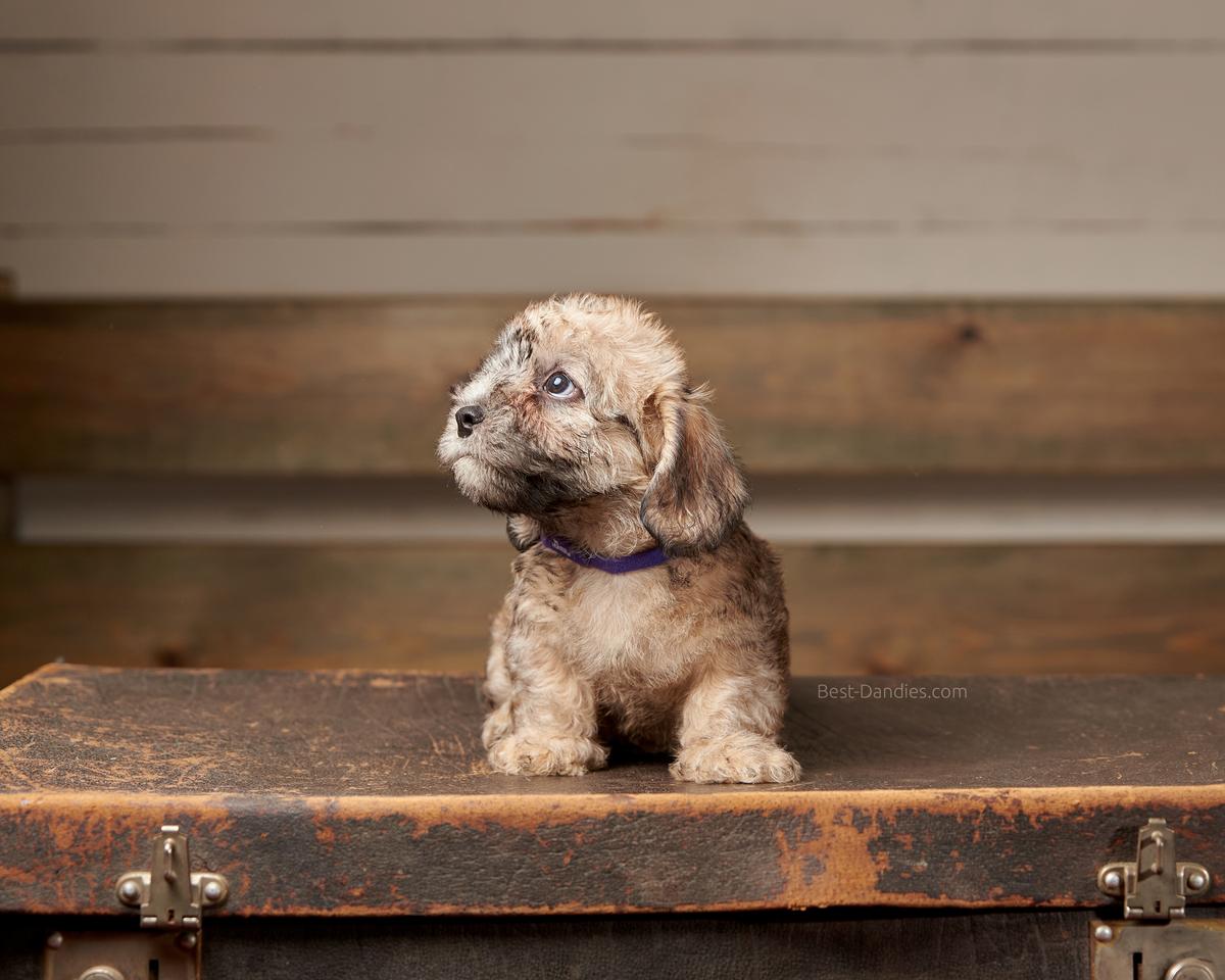 Sunny Magic Wylingford | Dandie Dinmont Terrier 