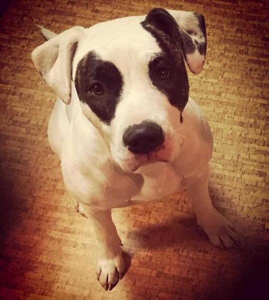 Incompris Bulldogs Ain't My Bitch | American Bulldog 