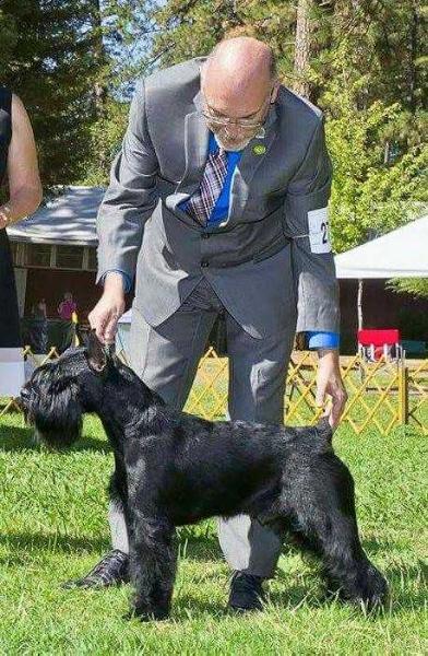 Wunderkind's Schneider Weisse | Standard Schnauzer 