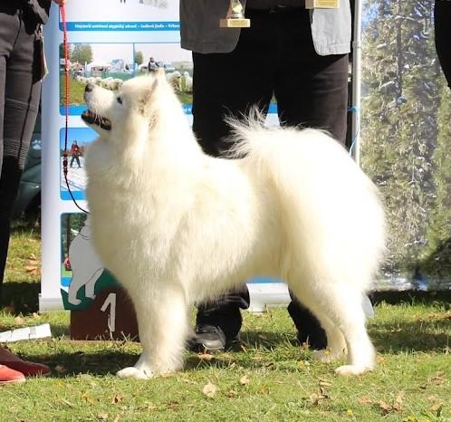 Everything Changes Carpathian white smile | Samoyed 