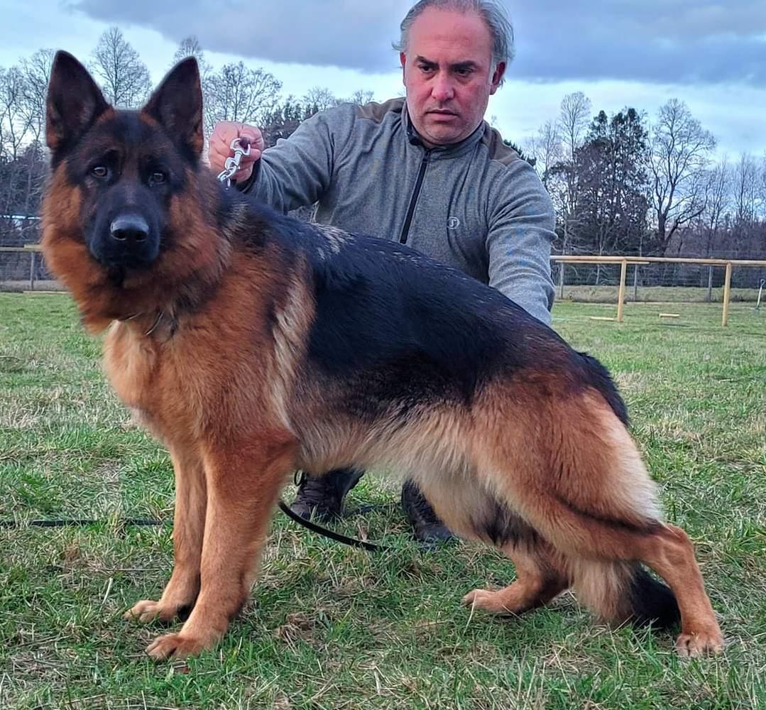 Daggie Team Tierras Charras | German Shepherd Dog 