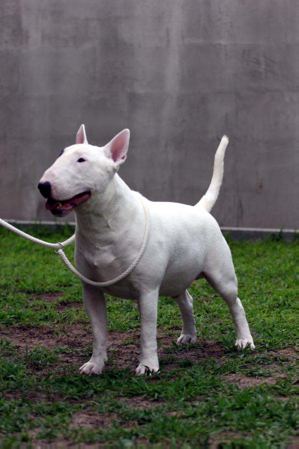 Designed For Moonflower Dum Spiro | Bull Terrier 