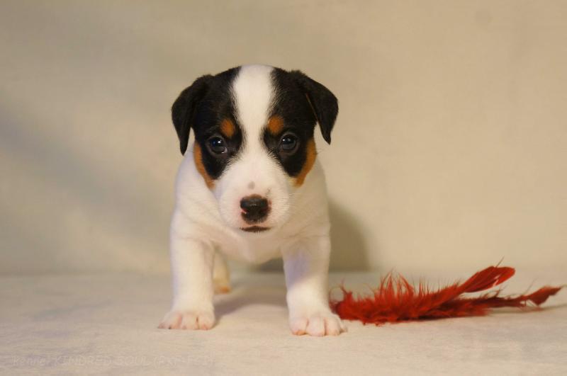 Kindred Soul Call Me Mr.Mercury | Jack Russell Terrier 