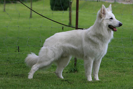 Ric of White Friends | White Swiss Shepherd Dog 