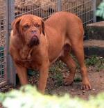 Nikita Du Grand Molosse | Dogue de Bordeaux 