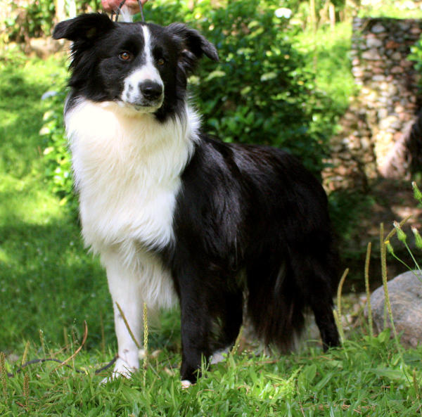 Border Aller Red Hot Chili Peppers | Border Collie 