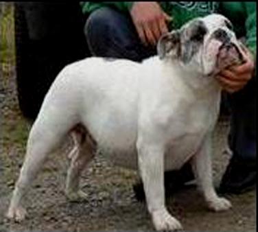 Wallenstein's Gretel | Olde English Bulldogge 