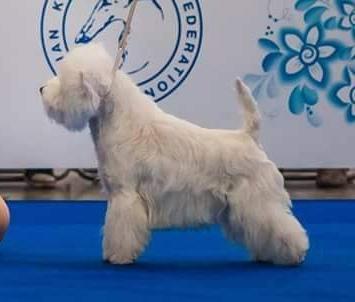 Mechta Nataly Fuerte for Delance Magic | West Highland White Terrier 