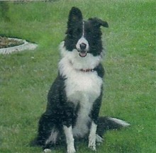 BAILY'S WIND ABBY IBCA R02796099S | Border Collie 