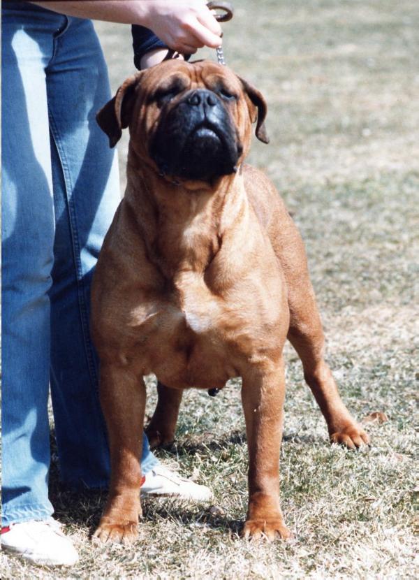 Tailwynde's Good Girls Don't(2) | Bullmastiff 