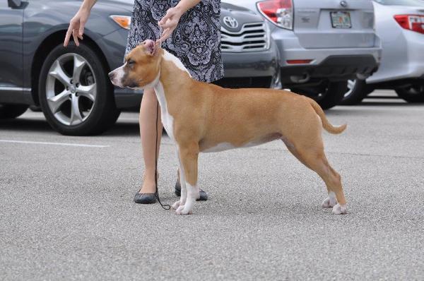 Benmar's Honey Bun | American Staffordshire Terrier 