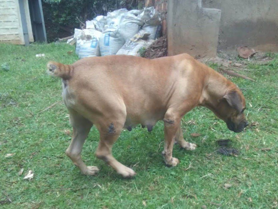 TOSLAND WILMA | African Boerboel 