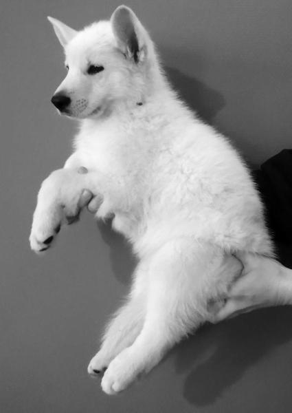 Ratsu de la Prolingea | White Swiss Shepherd Dog 