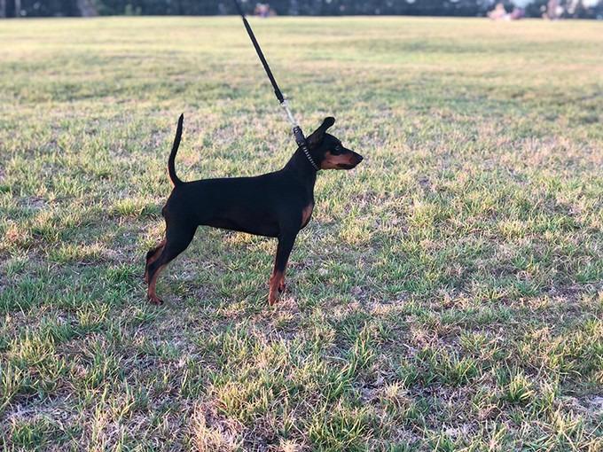 My Little Star Of Transylvanian Legend | Miniature Pinscher 