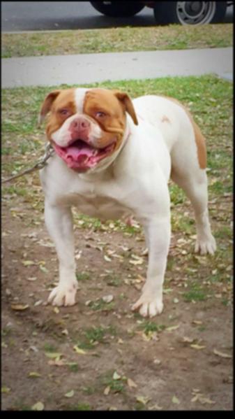 PINTOS BULLYS MEGABULLS REDBACK | American Bulldog 