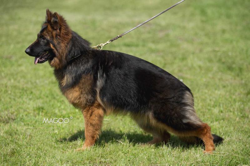 PIA Kenola | German Shepherd Dog 
