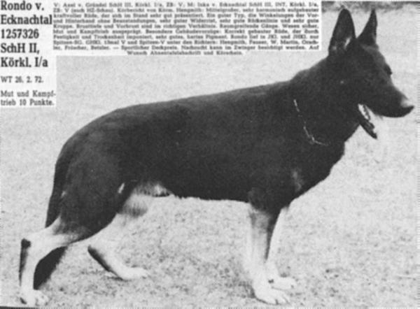 Rondo vom Ecknachtal | German Shepherd Dog 