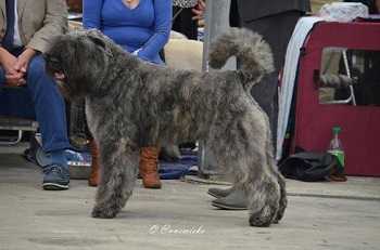 Nicolas Black Mystic Legend | Bouvier des Flandres 