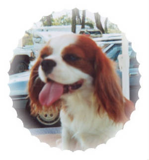 Aberlour Ya Halo's Slip'd | Cavalier King Charles Spaniel 