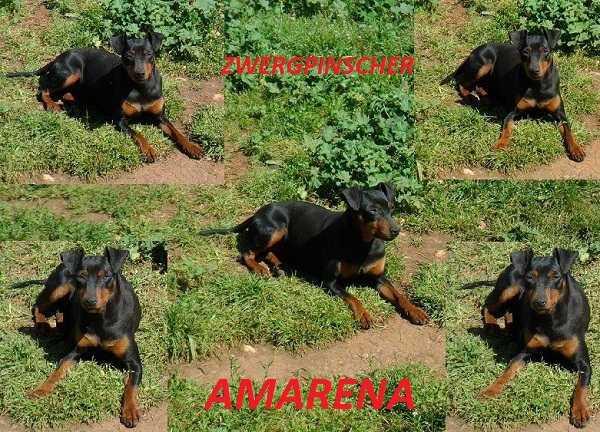 Amarena | Miniature Pinscher 