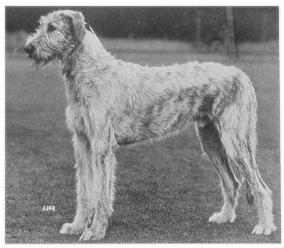 Farnoge of Ouborough | Irish Wolfhound 