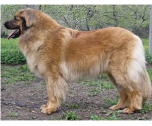 Conelly H. Bora z Miloticek | Leonberger 