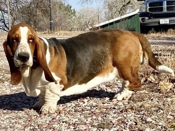 Christensen's Vicious Vodka | Basset Hound 