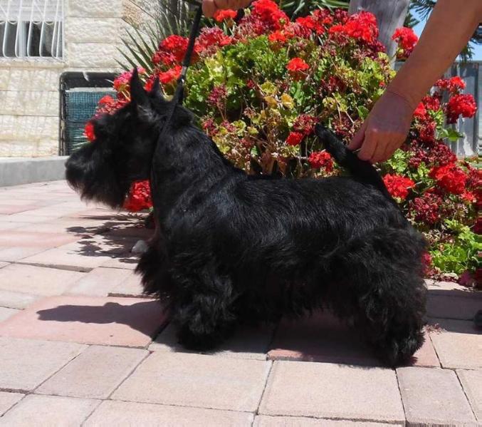 Lisa | Scottish Terrier 