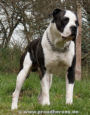 Lemonnier's Aldo | American Bulldog 