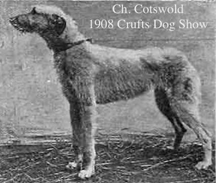 Cotswold [Mrs P. Shewell] | Irish Wolfhound 
