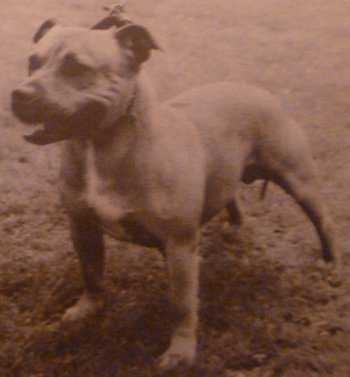 Raynan Dandy | Staffordshire Bull Terrier 