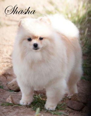 SHASHA OF SHILOH | German Spitz 