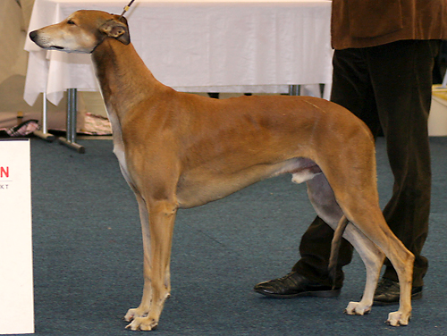 Epic Cool | Greyhound 