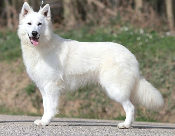 Born to Win White Surefire | White Swiss Shepherd Dog 