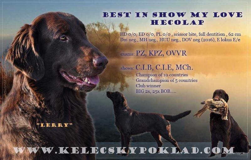 BEST IN SHOW MY LOVE Hecolap | Flat-Coated Retriever 