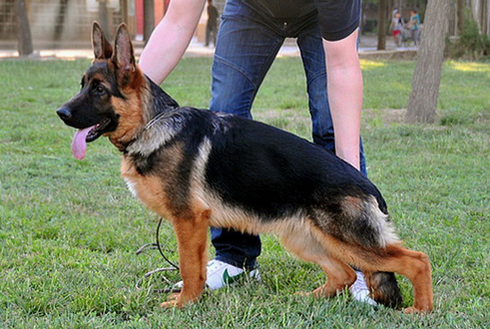 Truss von FuLongXin | German Shepherd Dog 