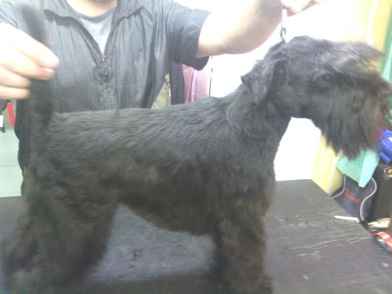 robo canis linsdey vonn | Miniature Schnauzer 