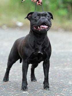 Heiter Krieger Tweedledee | Staffordshire Bull Terrier 