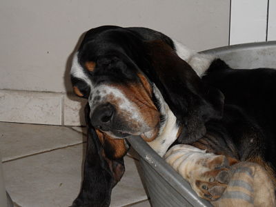 Hugolin du domaine de lauriere | Basset Hound 