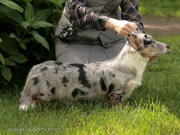 Aethwy Aisha at Dannidaks | Cardigan Welsh Corgi 