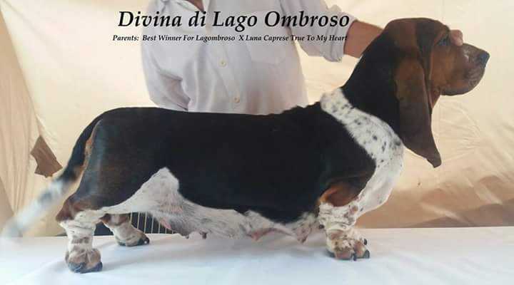 Divina di Lago Ombroso | Basset Hound 